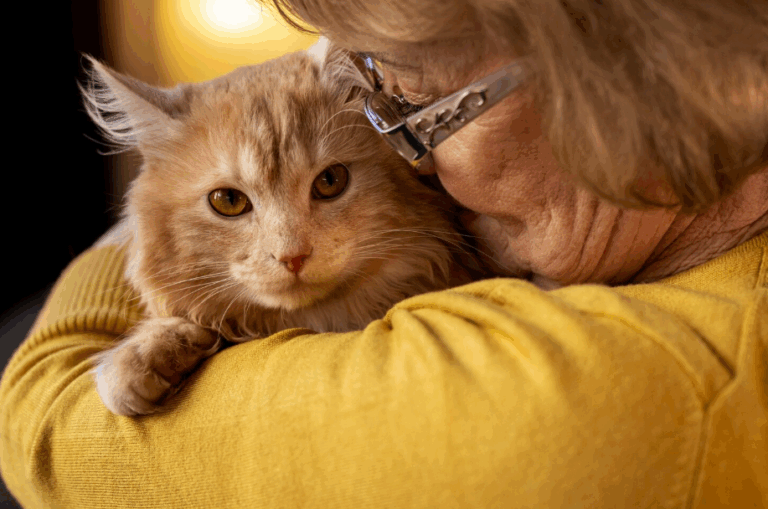 Senior rescue cat cuddling with older woman