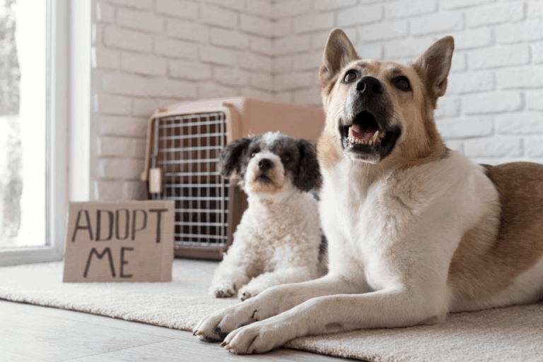 Two shelter dogs with an “Adopt Me” sign, symbolizing rising pet adoption rates in 2025