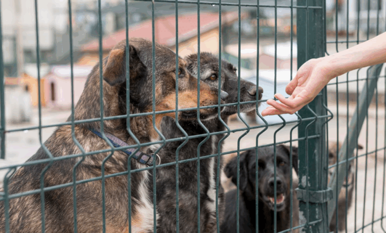 Shelter dogs behind fencing showing progress of no-kill shelter initiatives in the U.S