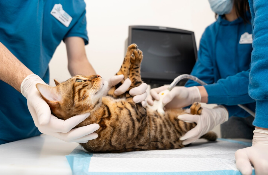 Bengal cat receiving medical exam during spay and neuter initiative at animal clinic.