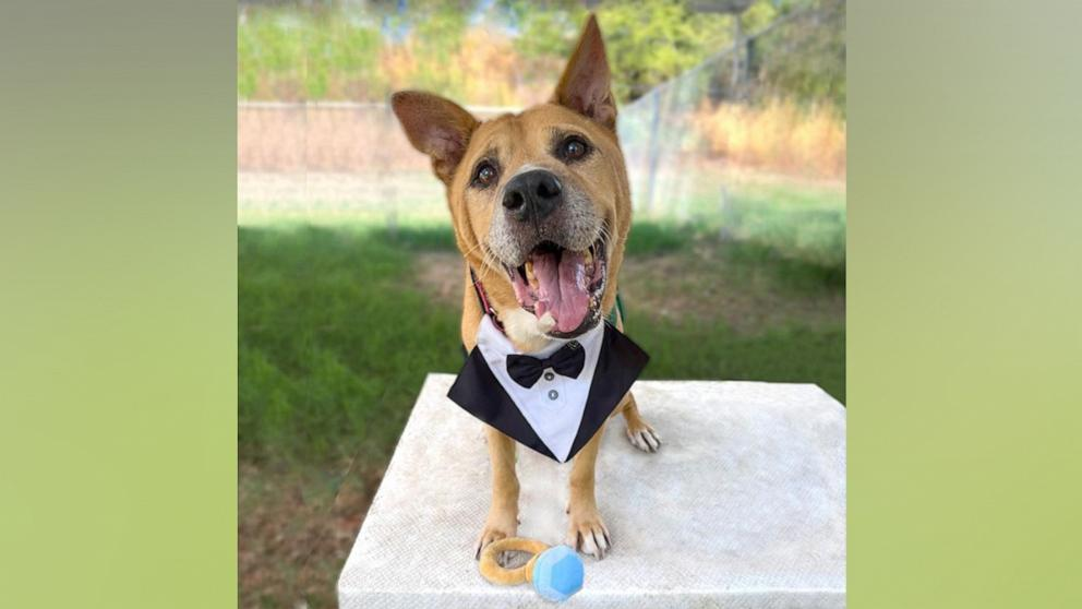 From shelter to forever home featuring Velcro, a 10-year-old Carolina dog mix, smiling in a tuxedo.