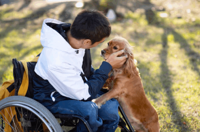 Rescue dog providing comfort to person in wheelchair