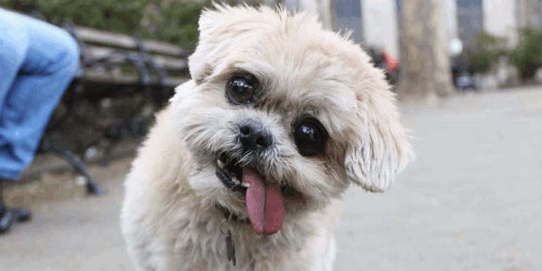 Marnie the Dog, a famous rescue pup who went from homeless to internet rockstar
