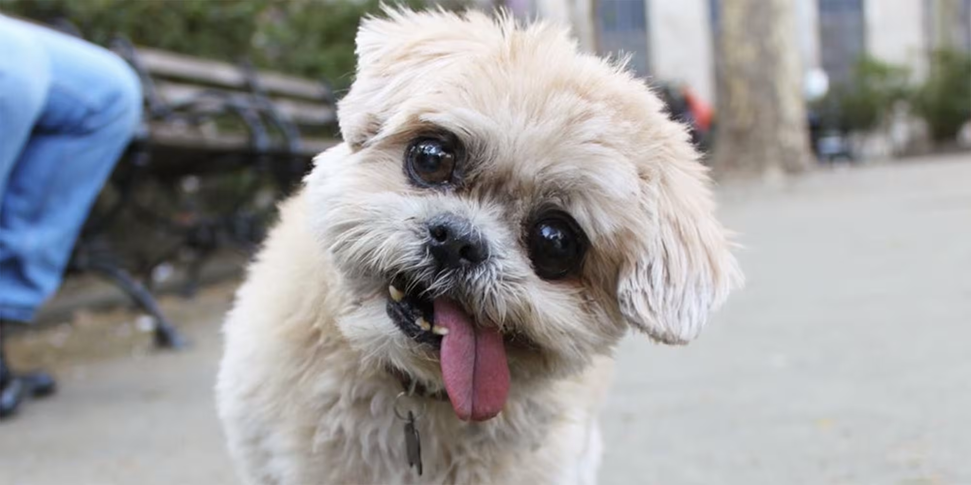 Marnie the Dog, a famous rescue pup who went from homeless to internet rockstar