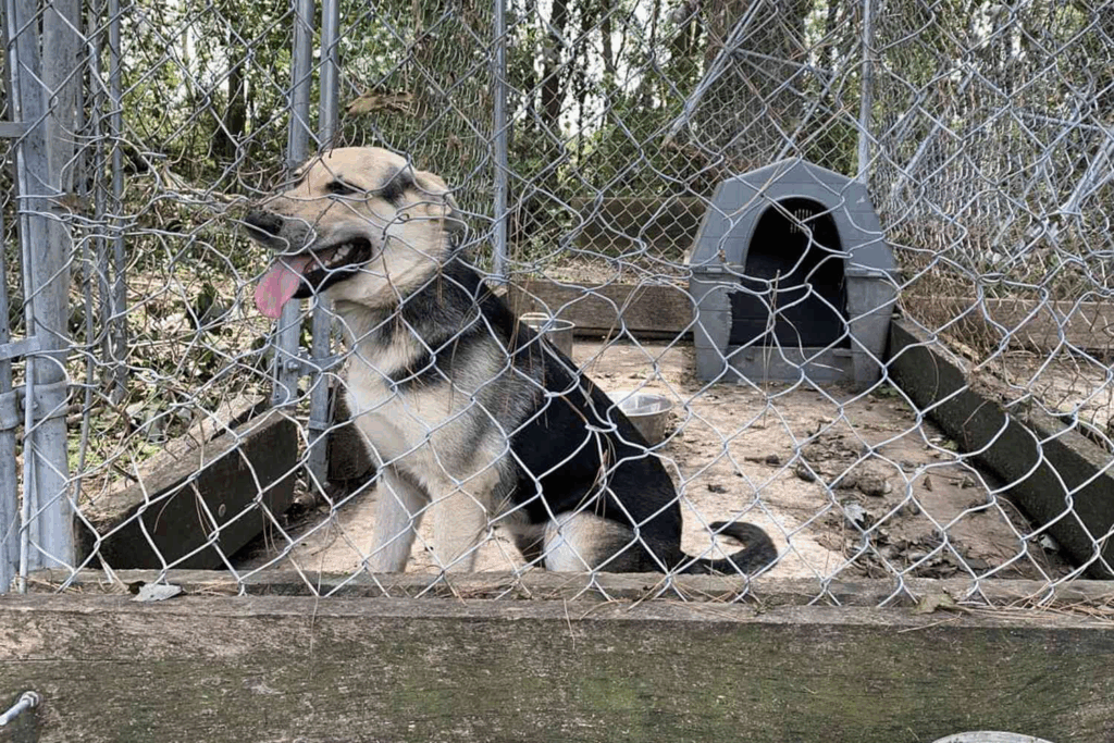 Timothy the dog survived four years in a shelter cage before finding hope