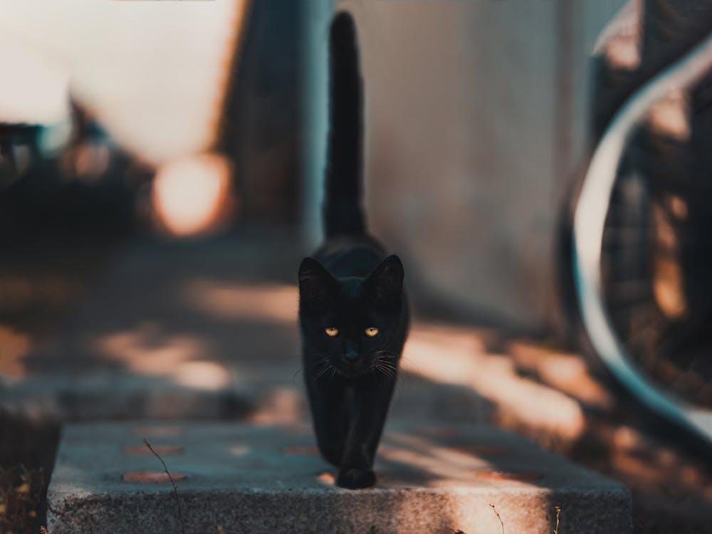 Stray black cat in a shadowy street