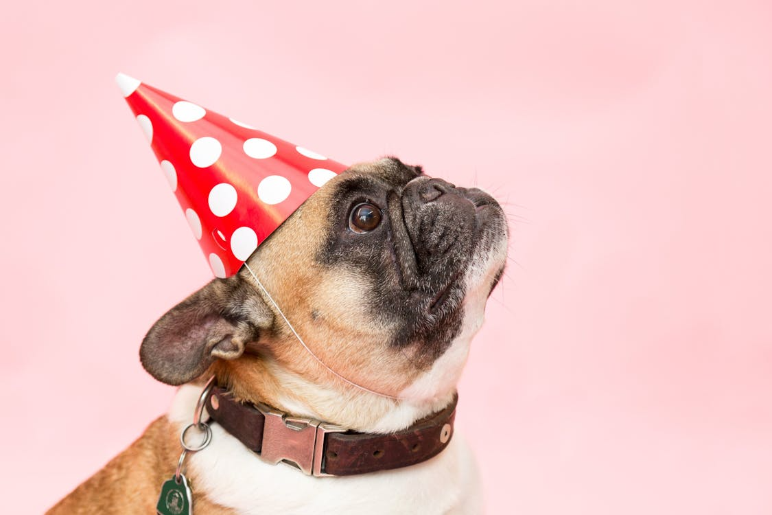 French Bulldog wearing a red party hat with polka dots celebrating Gotcha Day adoption anniversary