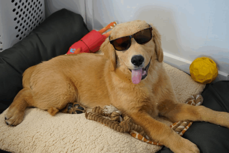 Golden retriever lying comfortably on a dog bed with chew toys, perfect home setup for a newly adopted pet