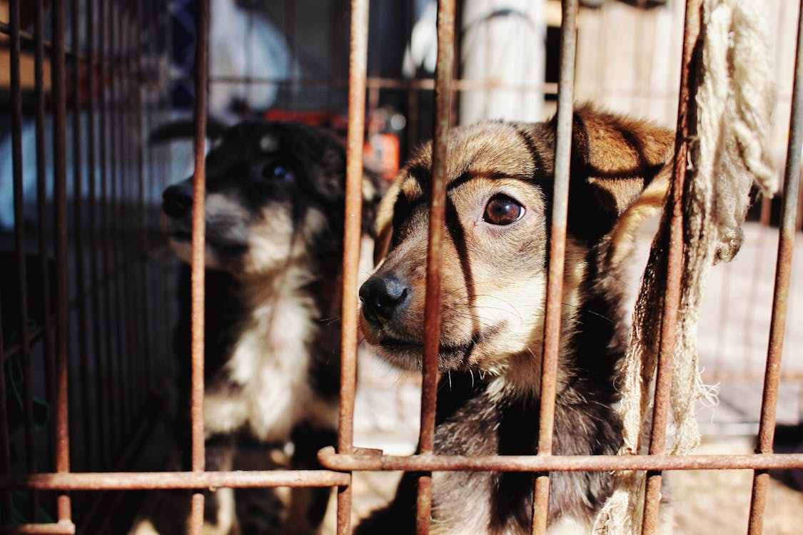 Dogs in a shelter cage after displacement from climate disaster.