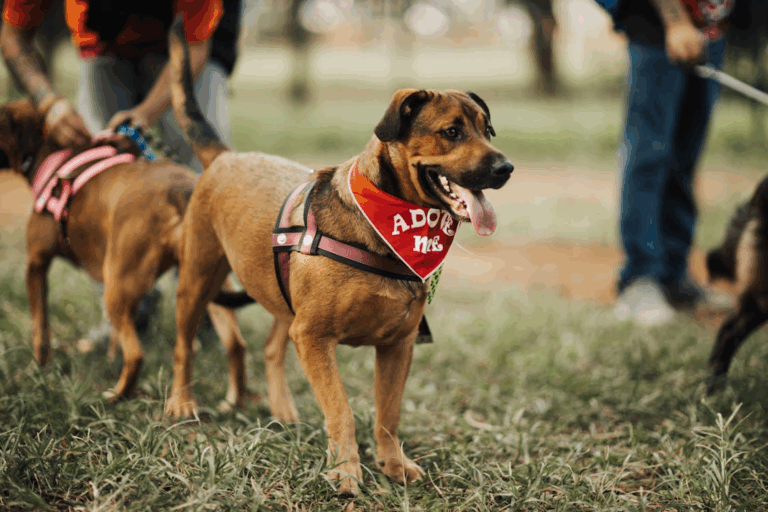 Rescue dog wearing a red “Adopt Me” bandana during an adoption event.