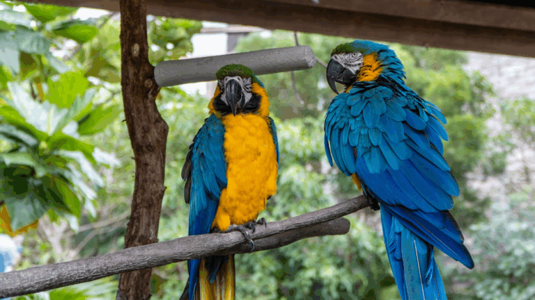 Blue and gold macaws highlighting challenges of adopting exotic pets and wildlife conservation laws.
