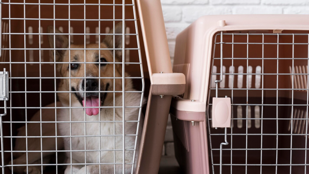 Rescue dog in a travel crate ready for safe transport to an adoption center.
