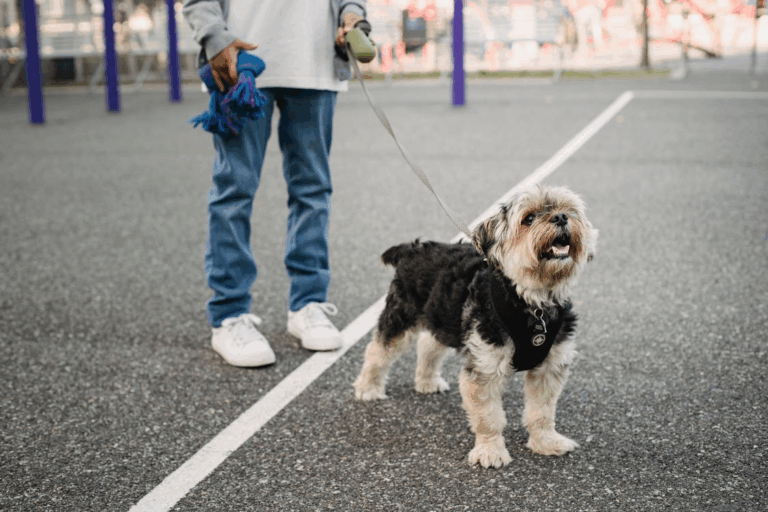 Newly adopted dog on a leash during a walk in the first 30 days after adoption
