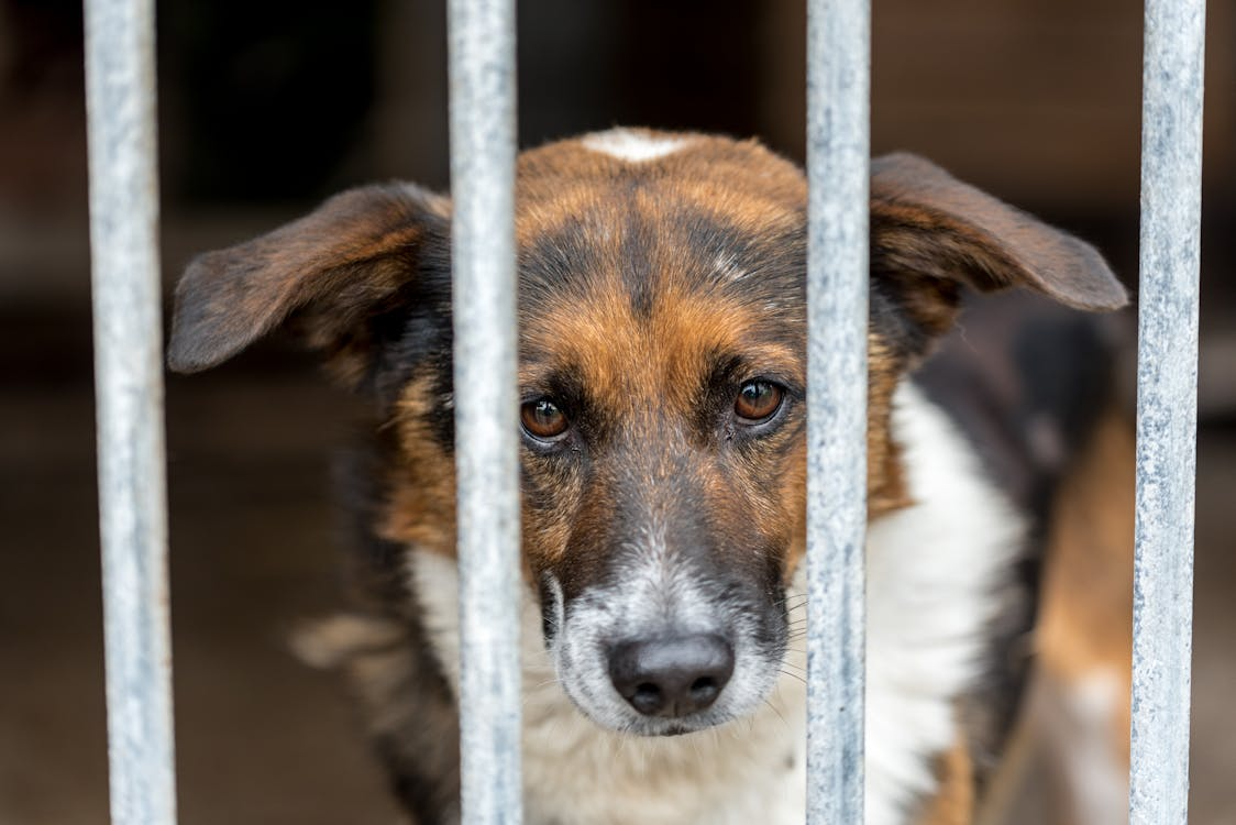Shelter dog behind bars highlighting adoption vs buying debate