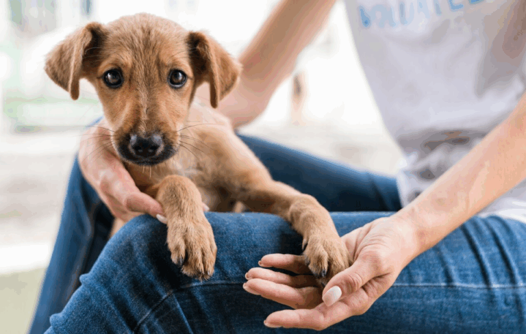 Rescue puppy with a volunteer during the first-time pet adoption process