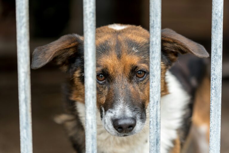 a brown and white dog behind a metal fence
