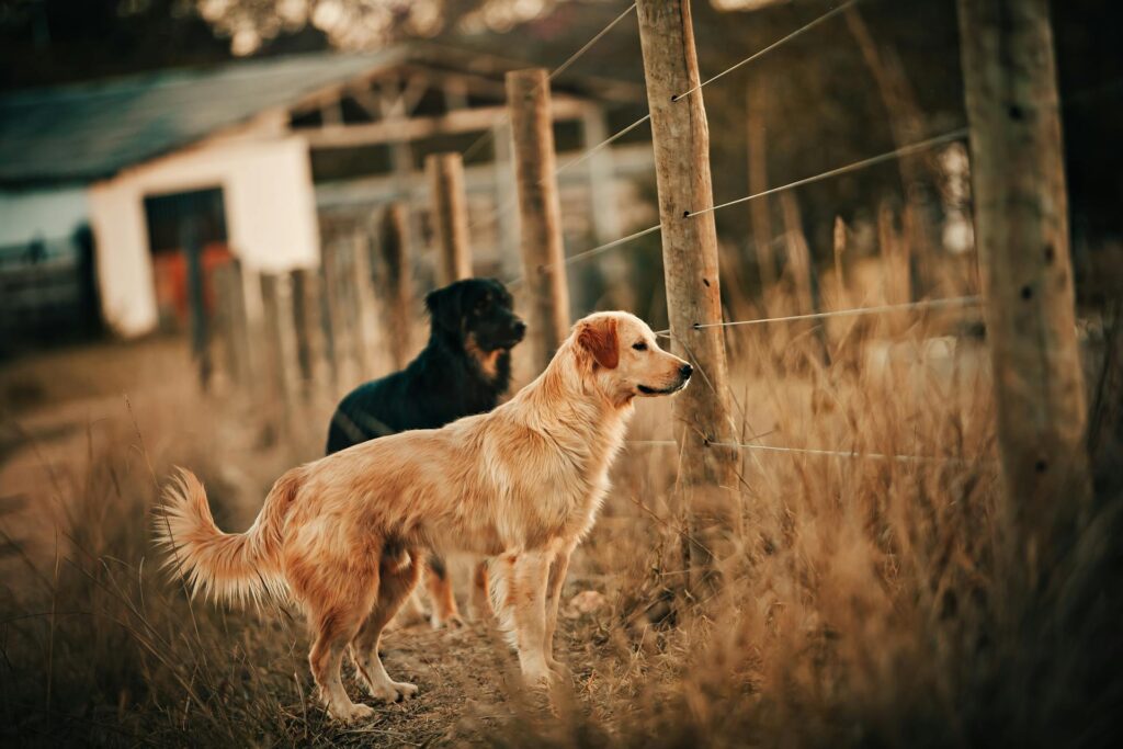 pets rescued from farm