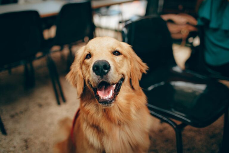 special needs pet golden retriever