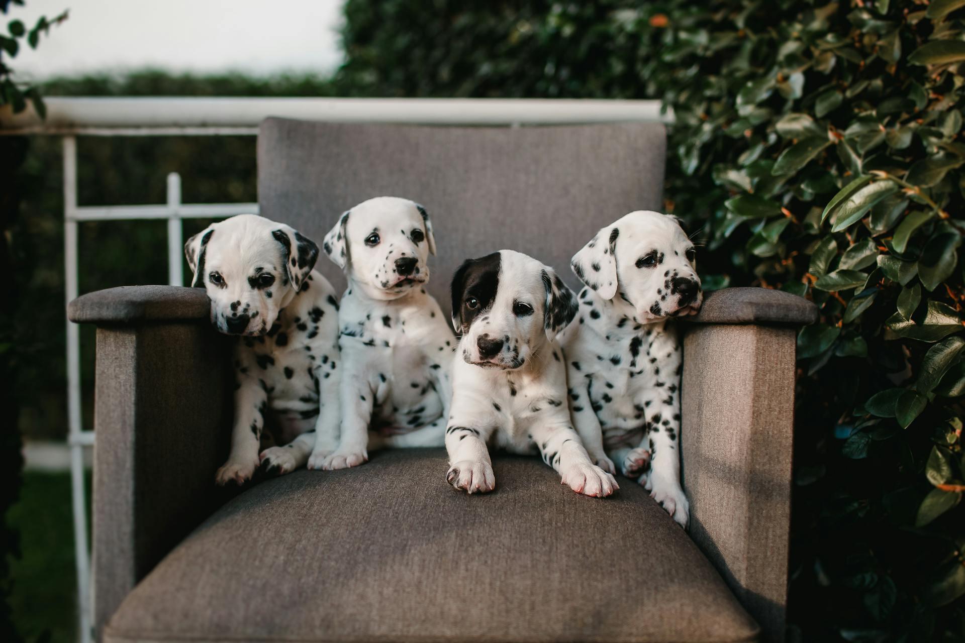 dalamatian puppies