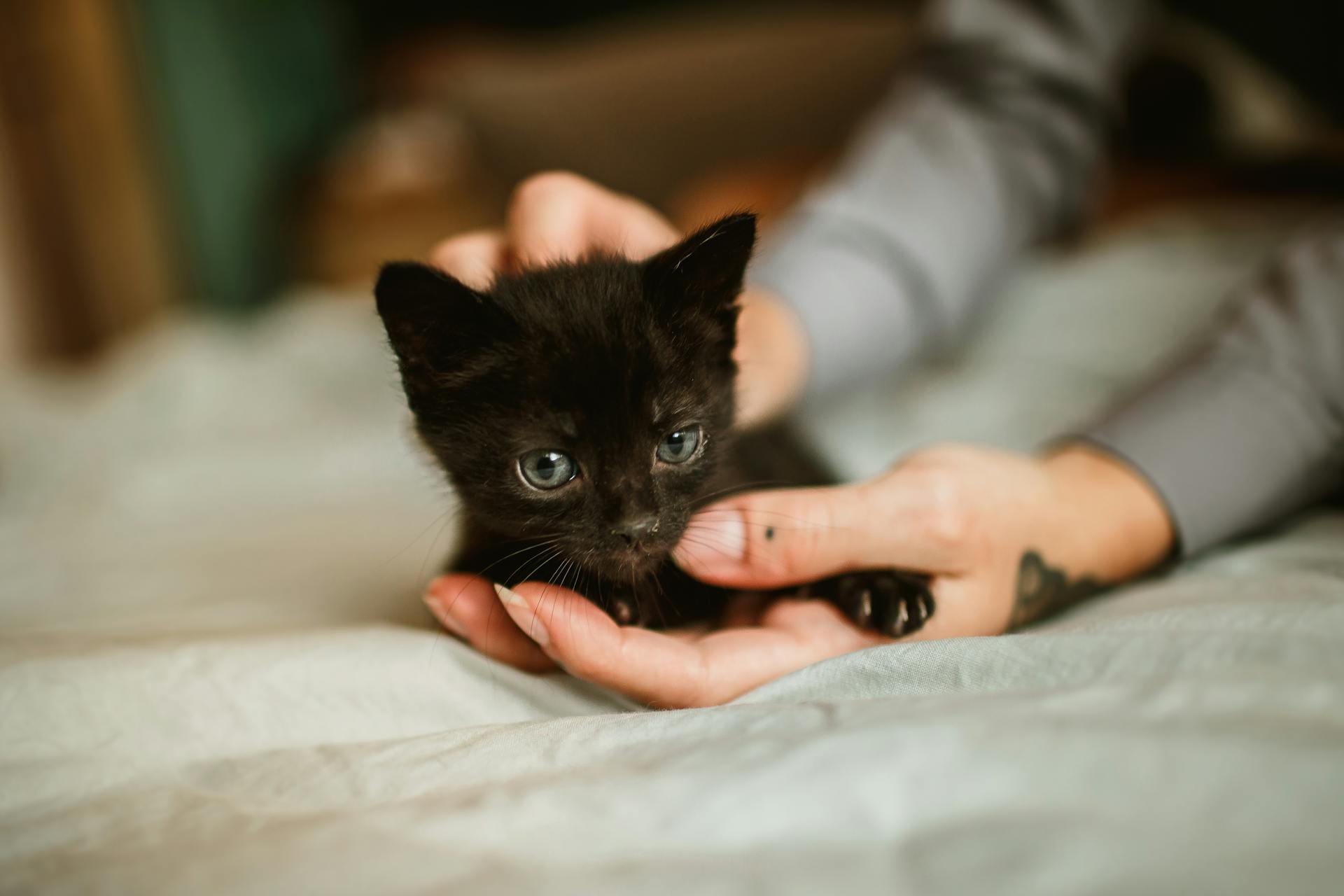 ready to adopt a pet
