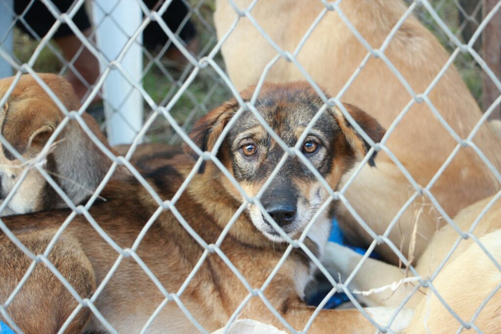 dog inside fence