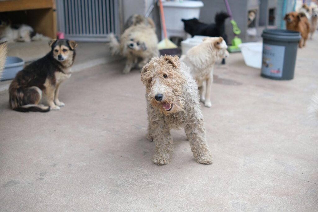 why there are pet adoption fees
