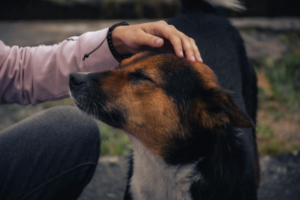 international dog rescues