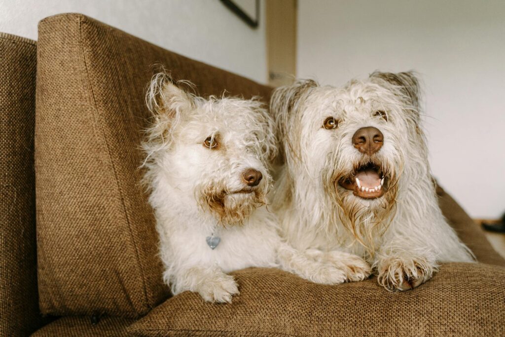 two bonded dogs